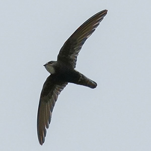 Little Swift